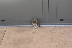 cvk proj11_05d elevation-nord-ouest